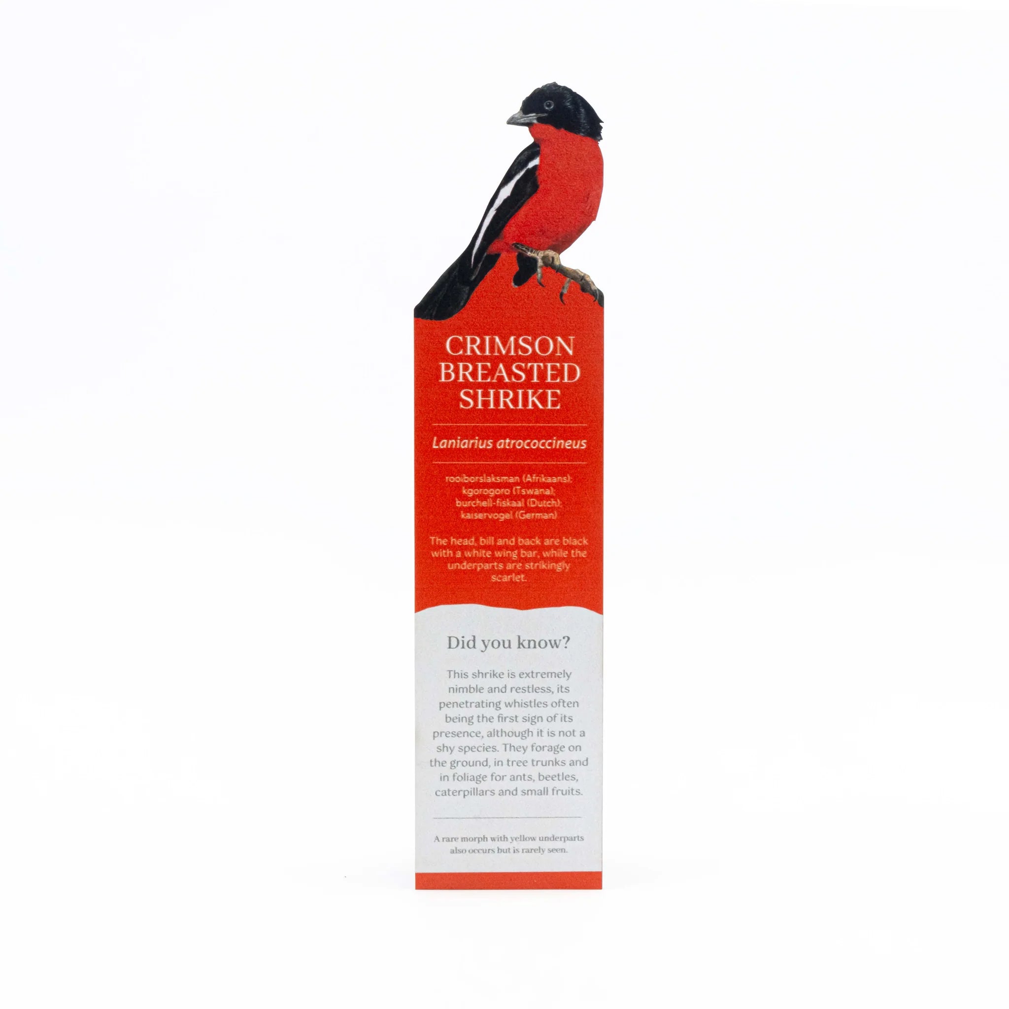 Bookmark with illustration of a crimson-breasted shrike on a white background