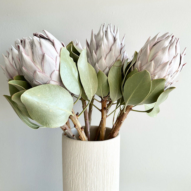 Four large pink protea flowers in a white vase against a light gray background