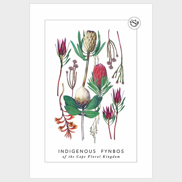 Illustration of various indigenous fynbos flowers on a white background