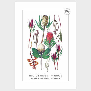 Illustration of various indigenous fynbos flowers on a white background