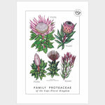 Load image into Gallery viewer, Illustration of various protea flowers with text on a white background
