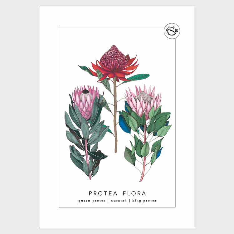 Artwork of protea flowers on a white background