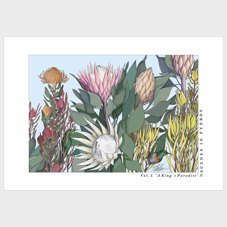 Illustration of various protea flowers and fynbos plants with a white border