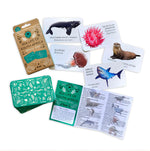 Load image into Gallery viewer, Flatlay of cards with sea life illustrations as well as packaging of memory game with turquoise card backing. 
