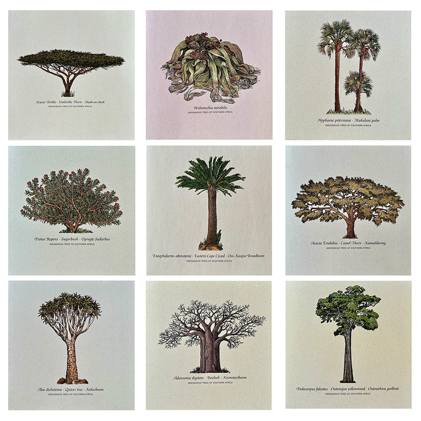 Set of nine botanical illustrations of trees on a white background