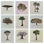 Load image into Gallery viewer, Set of nine botanical illustrations of trees on a white background

