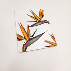 A6 greeting card - Bird of Paradise/Strelitzia