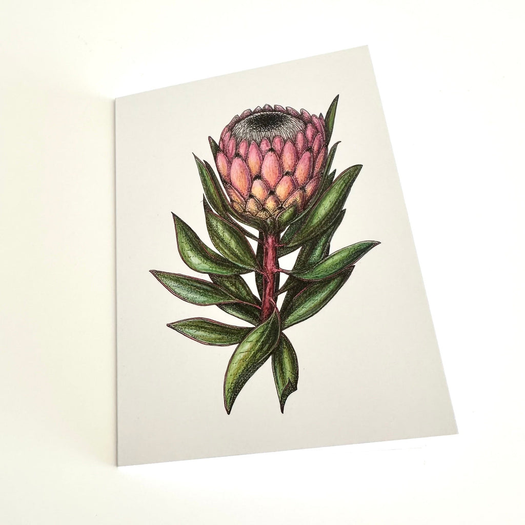Floral illustration on a white card with a pink queen protea and green leaves.