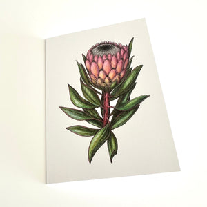Floral illustration on a white card with a pink queen protea and green leaves.