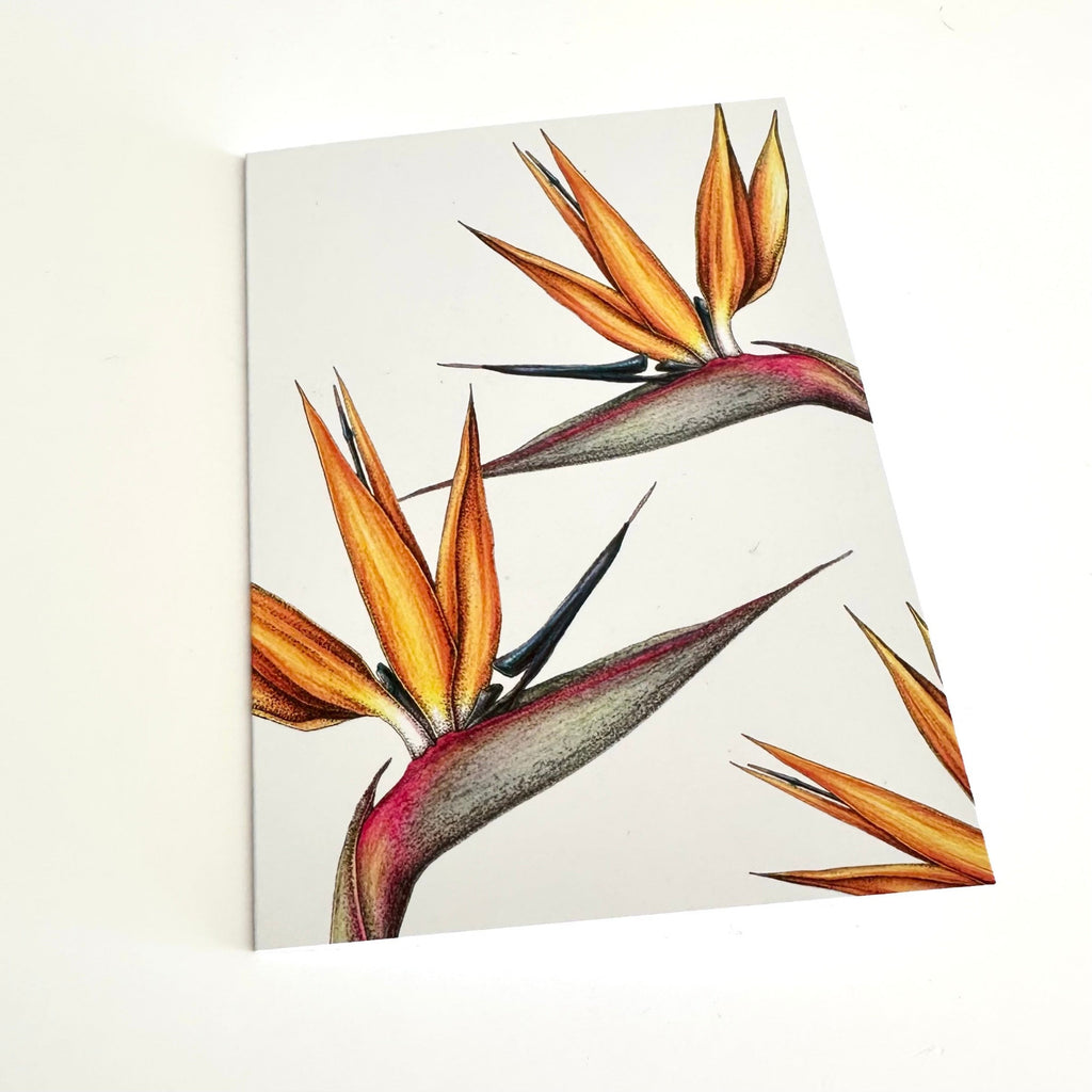 Stylized illustration of strelitzia flowers on a white background