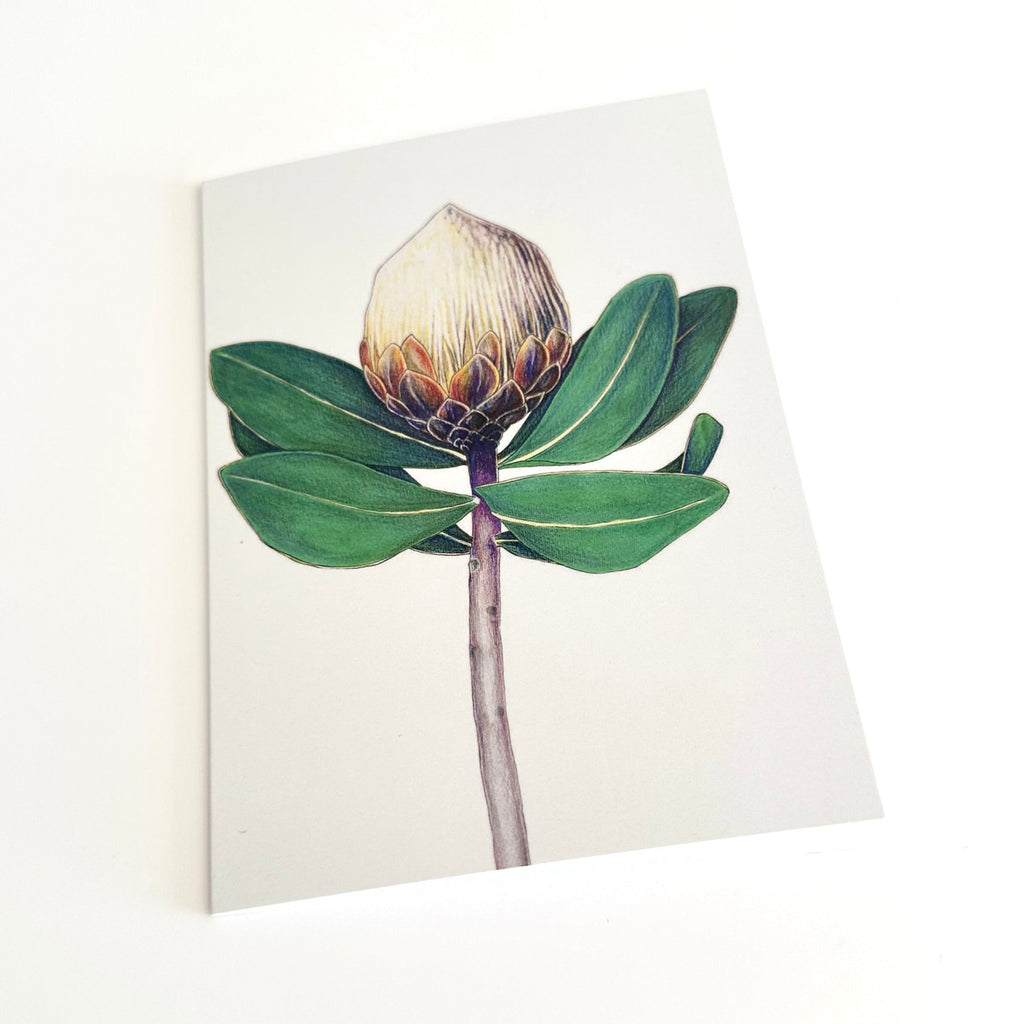 Botanical illustration of a protea flower on a white background