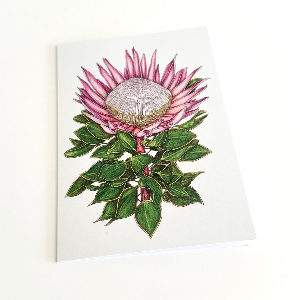 Illustration of a king protea flower with green leaves on a white background