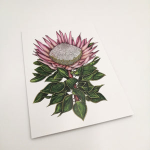 A6 greeting card - King Protea (white)